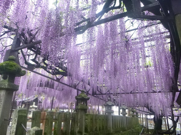 【大分・かんたん・北浜・別府発】 柳川名物!うなぎのミニせいろ蒸しを味わう!牡丹&藤の花ふくおか旬の花めぐり 日帰り2